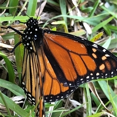 Danaus plexippus (Monarch) at Kungala, NSW - 22 Sep 2024 by donnanchris