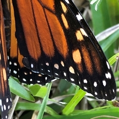 Danaus plexippus at Kungala, NSW - 22 Sep 2024 03:28 PM