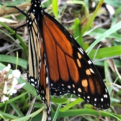 Danaus plexippus at Kungala, NSW - 22 Sep 2024 03:28 PM