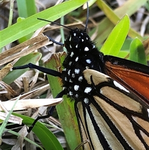 Danaus plexippus at Kungala, NSW - 22 Sep 2024 03:28 PM