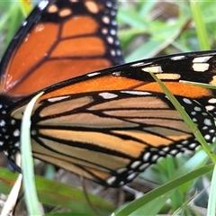 Danaus plexippus at Kungala, NSW - 22 Sep 2024 03:28 PM