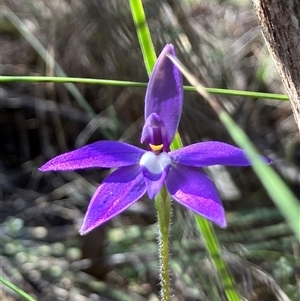 Glossodia major at Hall, ACT - suppressed