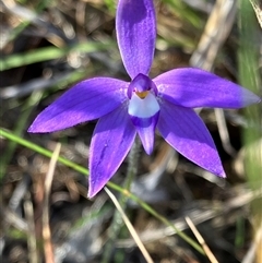 Glossodia major at Hall, ACT - suppressed