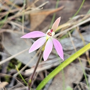 Caladenia carnea at Hawker, ACT - 22 Sep 2024