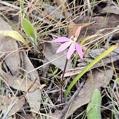 Caladenia carnea at Hawker, ACT - 22 Sep 2024