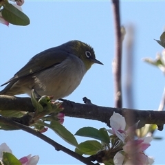 Zosterops lateralis (Silvereye) at Braidwood, NSW - 21 Sep 2024 by MatthewFrawley