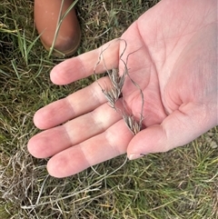 Themeda triandra (Kangaroo Grass) at Murrumbateman, NSW - 22 Sep 2024 by Batogal