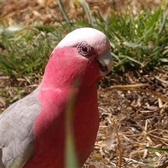 Eolophus roseicapilla (Galah) at Braidwood, NSW - 21 Sep 2024 by MatthewFrawley