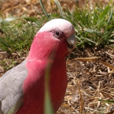 Eolophus roseicapilla (Galah) at Braidwood, NSW - 21 Sep 2024 by MatthewFrawley