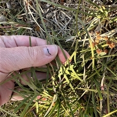 Lomandra filiformis (Wattle Mat-rush) at Murrumbateman, NSW - 22 Sep 2024 by Batogal