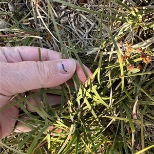 Lomandra filiformis at Murrumbateman, NSW - 22 Sep 2024