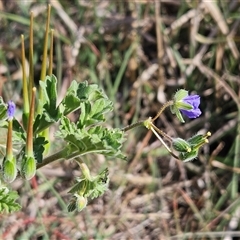 Erodium crinitum at Hawker, ACT - 22 Sep 2024