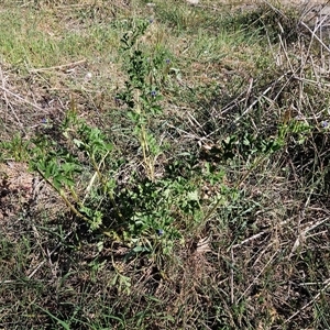 Erodium crinitum at Hawker, ACT - 22 Sep 2024