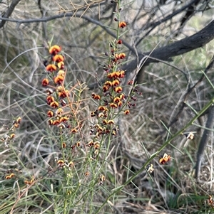 Daviesia genistifolia at Murrumbateman, NSW - 22 Sep 2024