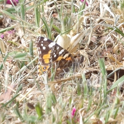 Vanessa kershawi (Australian Painted Lady) at Braidwood, NSW - 21 Sep 2024 by MatthewFrawley