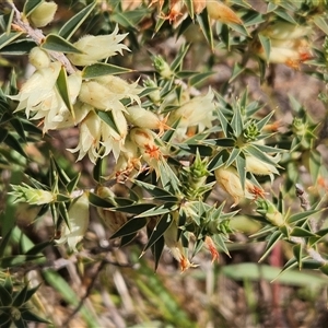 Melichrus urceolatus at Hawker, ACT - 22 Sep 2024