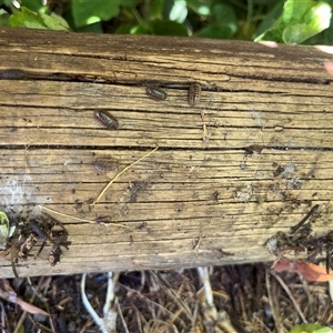 Armadillidium vulgare at Garran, ACT - 22 Sep 2024