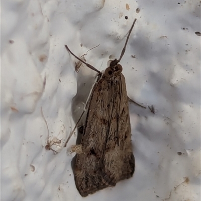 Achyra affinitalis (Cotton Web Spinner, Pyraustinae) at Watson, ACT - 31 Aug 2024 by AniseStar