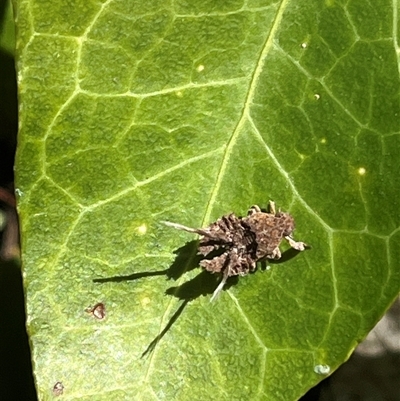 Fulgoroidea (superfamily) (Unidentified fulgoroid planthopper) at Garran, ACT - 22 Sep 2024 by Medha