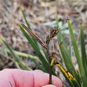 Dianella revoluta var. revoluta at Hawker, ACT - 22 Sep 2024 03:13 PM