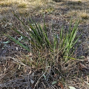 Dianella revoluta var. revoluta at Hawker, ACT - 22 Sep 2024 03:13 PM