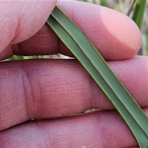 Dianella revoluta var. revoluta at Hawker, ACT - 22 Sep 2024