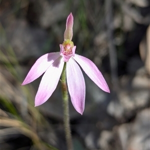 Caladenia carnea at Denman Prospect, ACT - suppressed