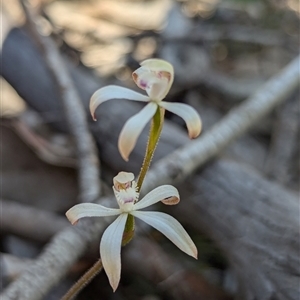 Caladenia ustulata at Denman Prospect, ACT - 22 Sep 2024