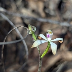 Caladenia ustulata at Denman Prospect, ACT - 22 Sep 2024