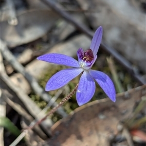 Cyanicula caerulea at Denman Prospect, ACT - suppressed