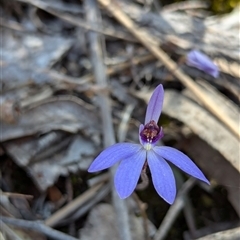 Cyanicula caerulea at Denman Prospect, ACT - suppressed