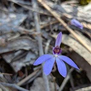 Cyanicula caerulea at Denman Prospect, ACT - suppressed