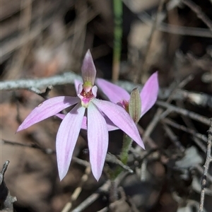 Caladenia carnea at Denman Prospect, ACT - suppressed