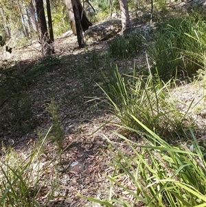 Lomandra longifolia at Kangaroo Valley, NSW - 1 Sep 2024