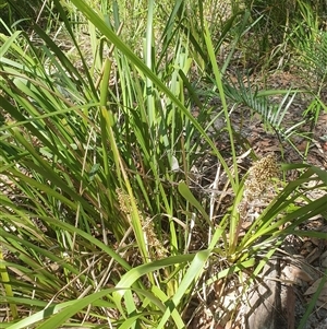 Lomandra longifolia at Kangaroo Valley, NSW - 1 Sep 2024