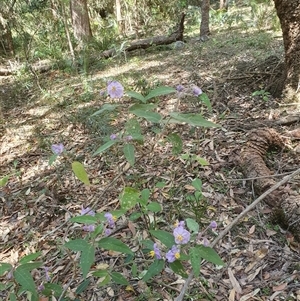 Solanum celatum at Kangaroo Valley, NSW - 1 Sep 2024