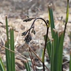 Dianella revoluta var. revoluta (Black-Anther Flax Lily) at Weetangera, ACT - 21 Sep 2024 by sangio7