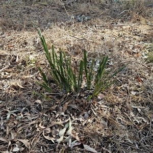 Dianella revoluta var. revoluta at Weetangera, ACT - 21 Sep 2024