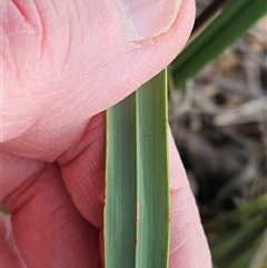 Dianella revoluta var. revoluta at Weetangera, ACT - 21 Sep 2024