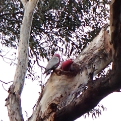 Eolophus roseicapilla (Galah) at Cook, ACT - 30 Aug 2024 by CathB