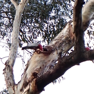 Eolophus roseicapilla at Cook, ACT - 30 Aug 2024