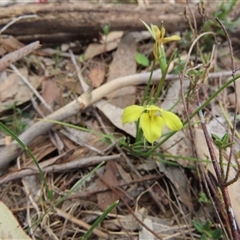 Diuris chryseopsis (Golden Moth) at Murrumbateman, NSW - 22 Sep 2024 by SandraH