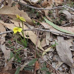 Diuris chryseopsis at Murrumbateman, NSW - suppressed