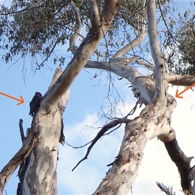 Callocephalon fimbriatum (identifiable birds) (Gang-gang Cockatoo (named birds)) at Cook, ACT - 22 Sep 2024 by CathB