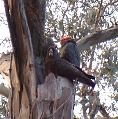 Callocephalon fimbriatum (identifiable birds) at Cook, ACT - 22 Sep 2024