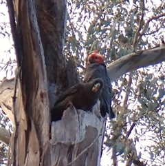 Callocephalon fimbriatum (identifiable birds) at Cook, ACT - 22 Sep 2024