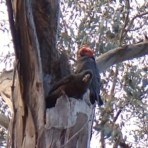 Callocephalon fimbriatum (identifiable birds) at Cook, ACT - suppressed