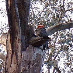 Callocephalon fimbriatum (identifiable birds) at Cook, ACT - 22 Sep 2024