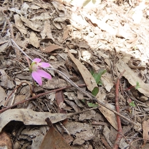 Caladenia carnea at Murrumbateman, NSW - 22 Sep 2024