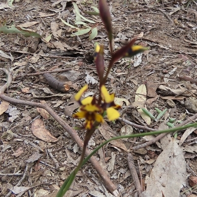 Diuris pardina (Leopard Doubletail) at Murrumbateman, NSW - 22 Sep 2024 by SandraH